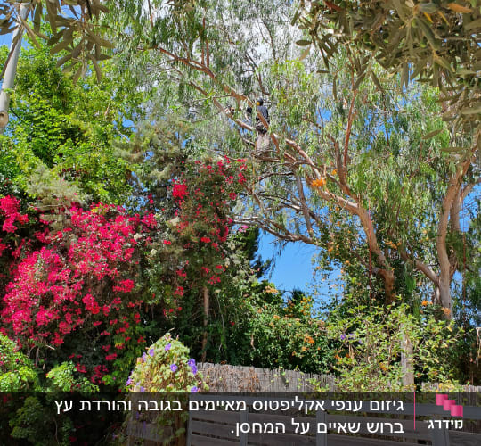 הורדת ענף אקליפטוס גבוה שאיים על הדרך ועל קוי מתח גבו 